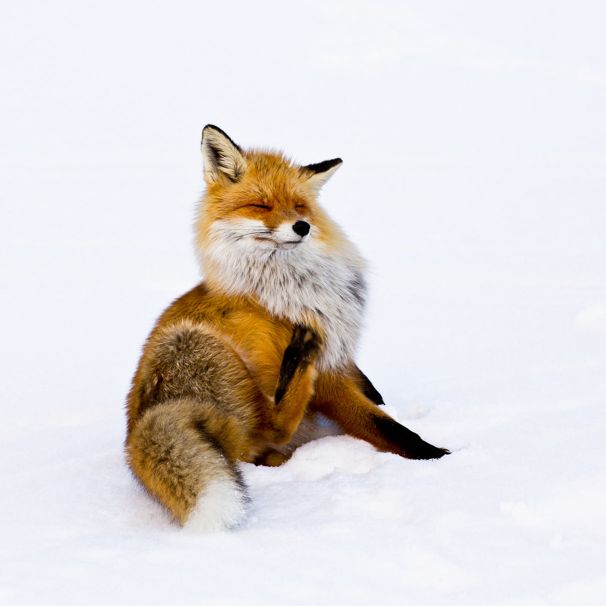 Winterfox Poster och Canvastavla