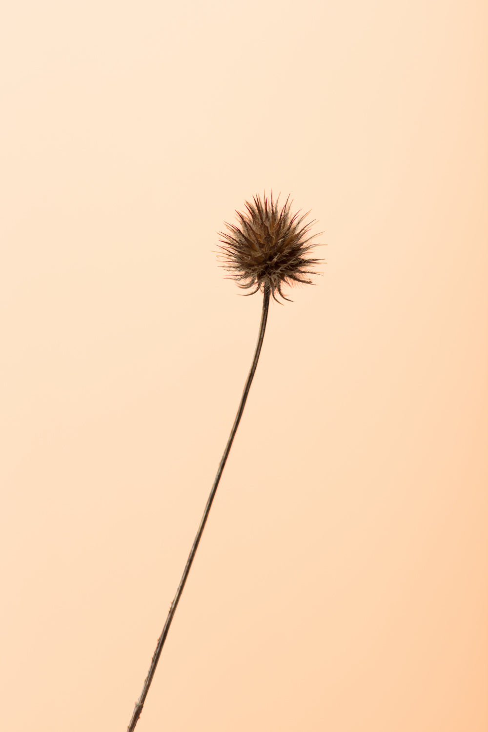 Thistle Peach Poster och Canvastavla