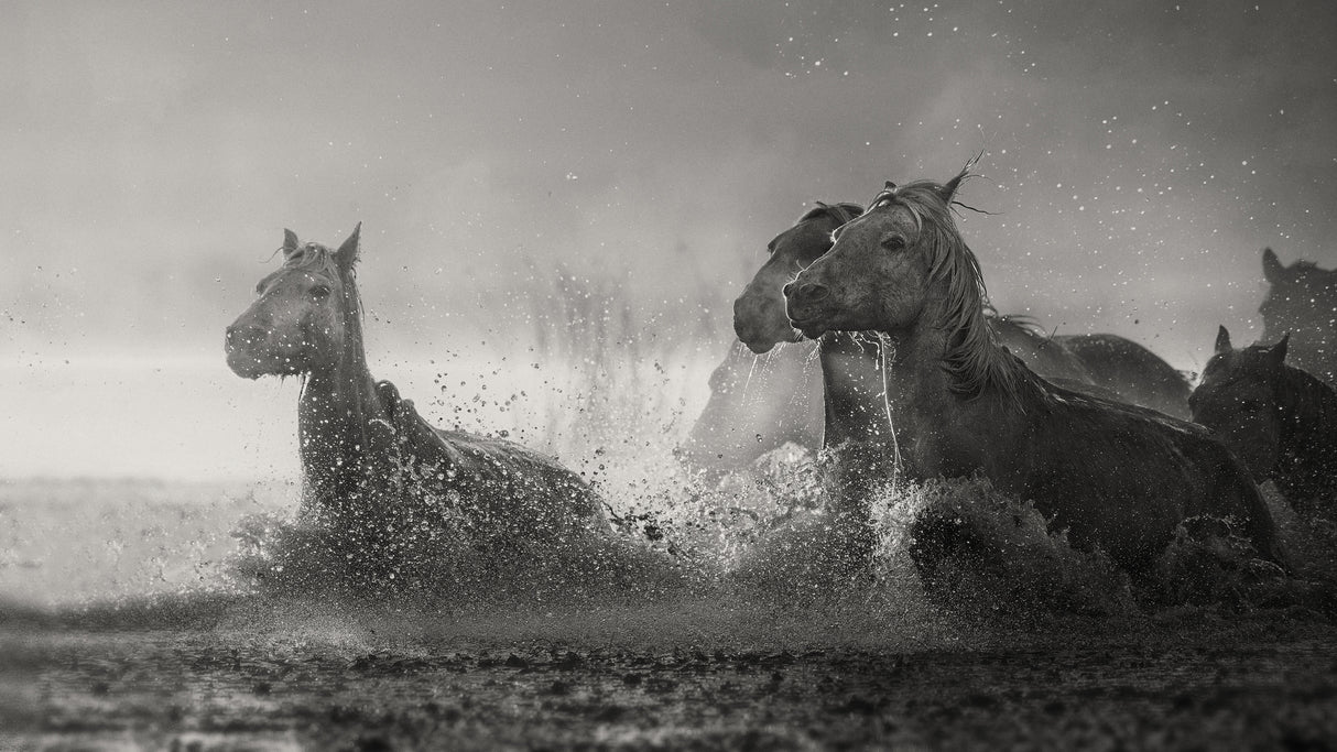 A muddy morning .. Poster och Canvastavla