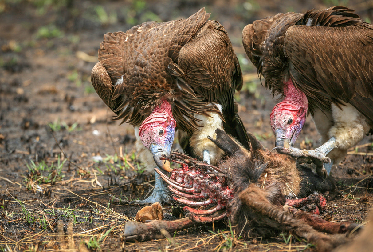 Nubian vultures Poster och Canvastavla