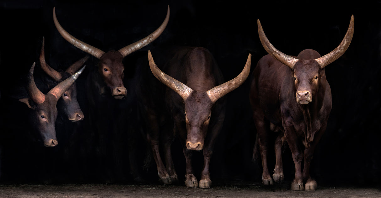 Watusi family Poster och Canvastavla