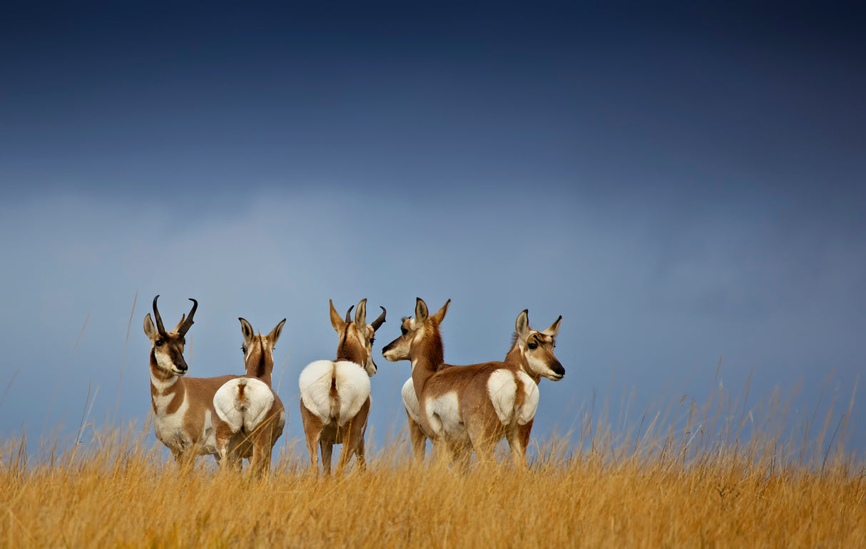 Pronghorn horizon Poster och Canvastavla