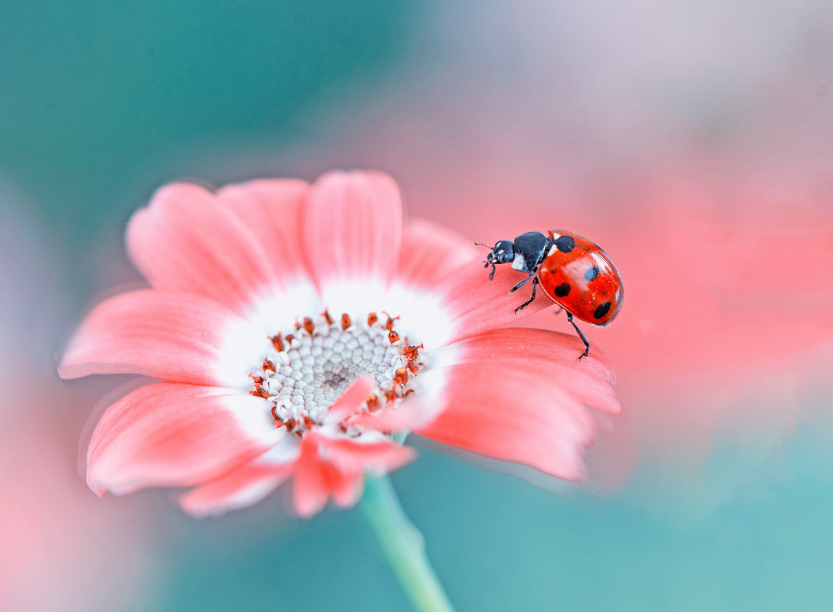 ladybug Poster och Canvastavla