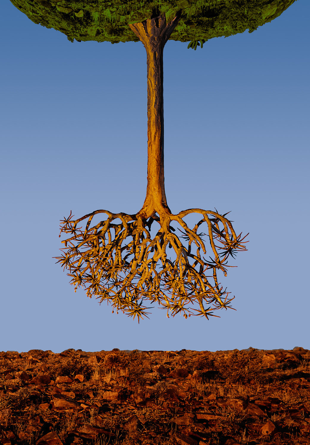 The upside down tree Poster och Canvastavla