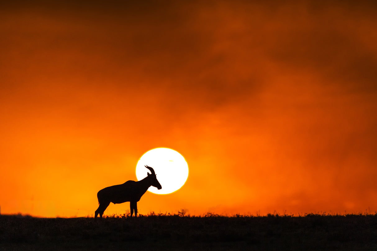Sunset in Massai Mara Poster och Canvastavla