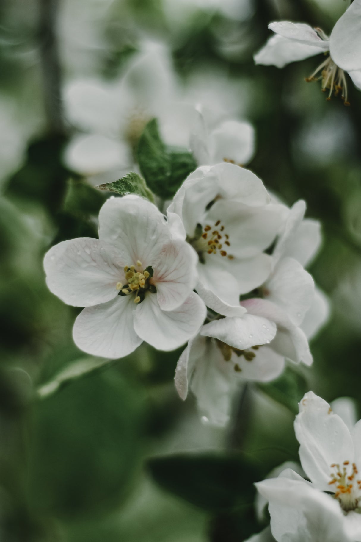 Spring Series - Apple Blossoms in the Rain 8/12 Poster och Canvastavla