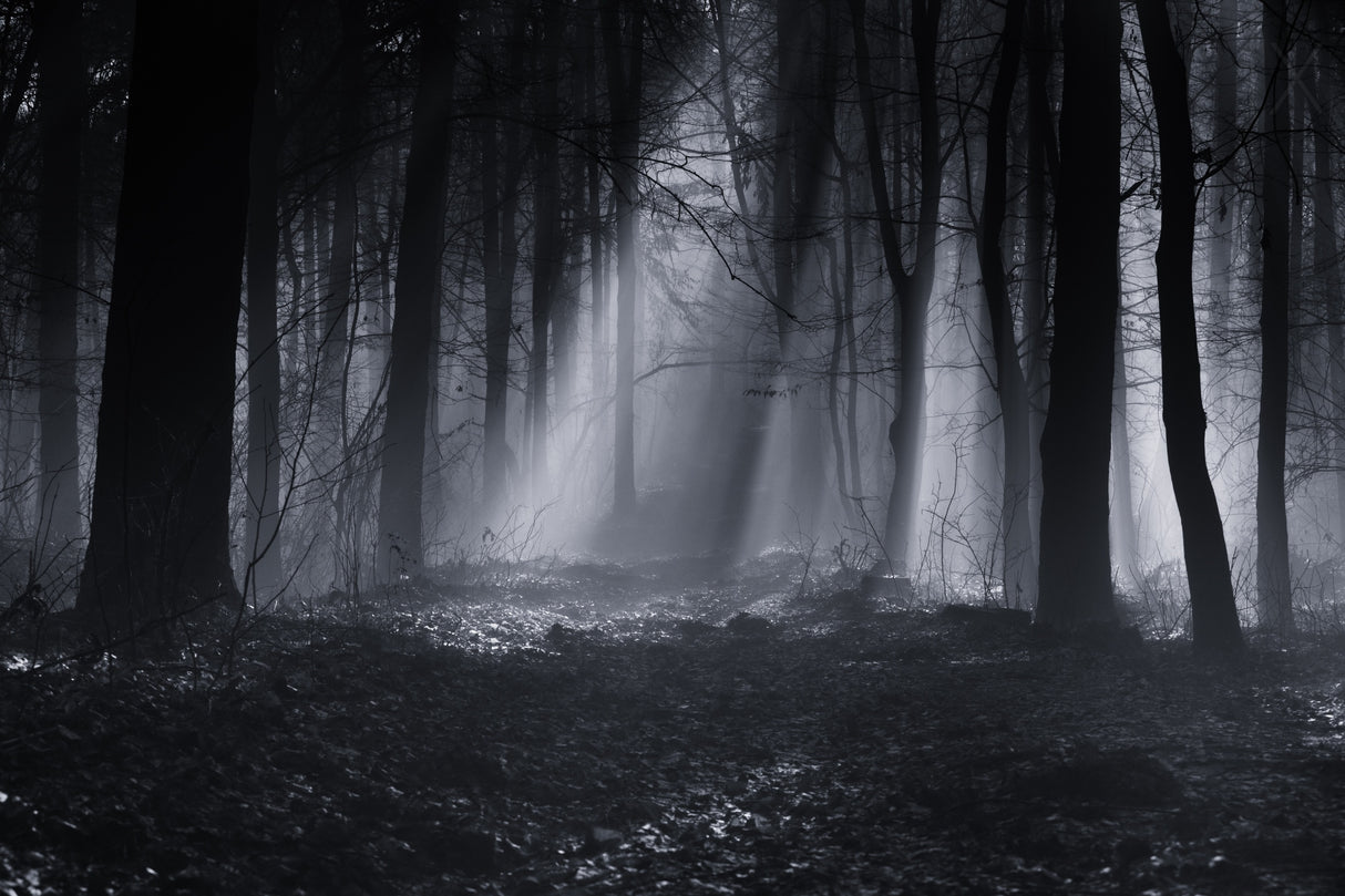 Capela forest Poster och Canvastavla