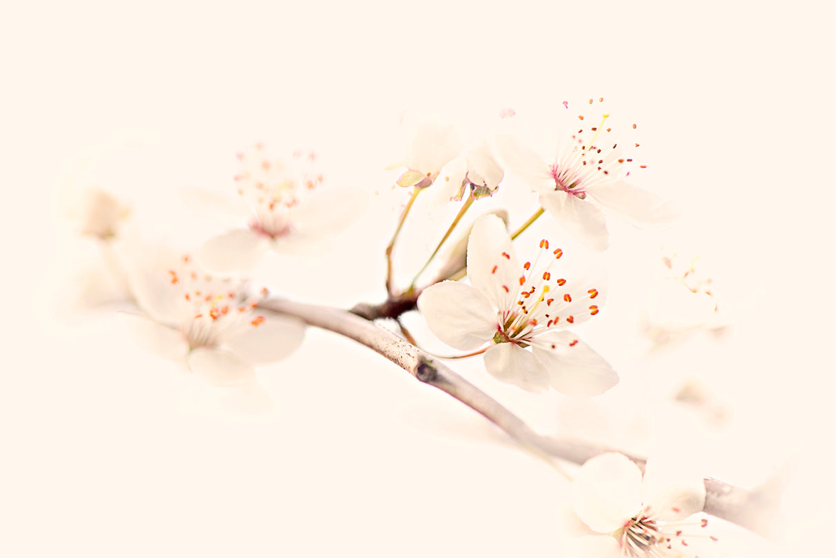 Harmony of Spring Poster och Canvastavla
