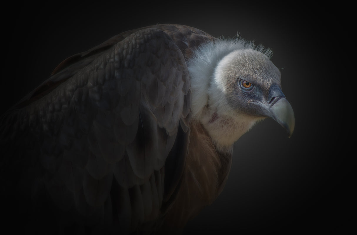 vulture Poster och Canvastavla
