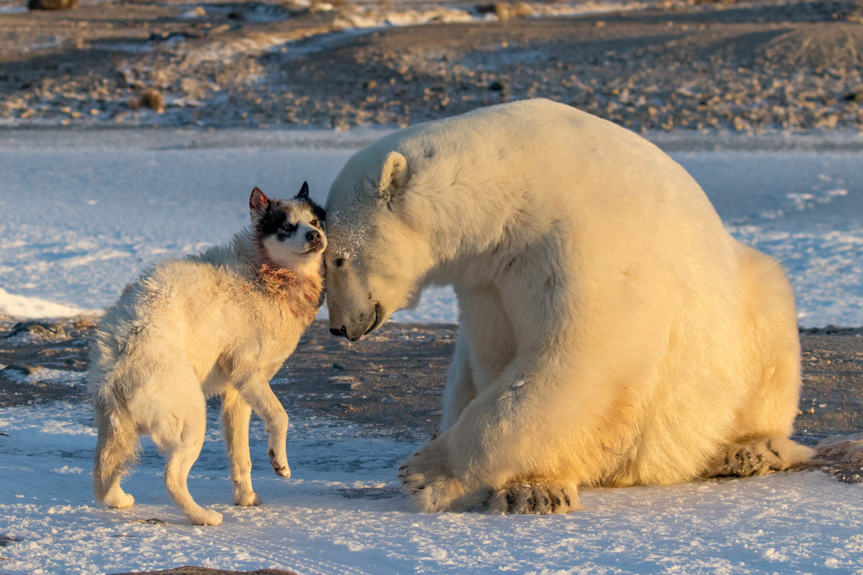 The Dog & The Bear Poster och Canvastavla