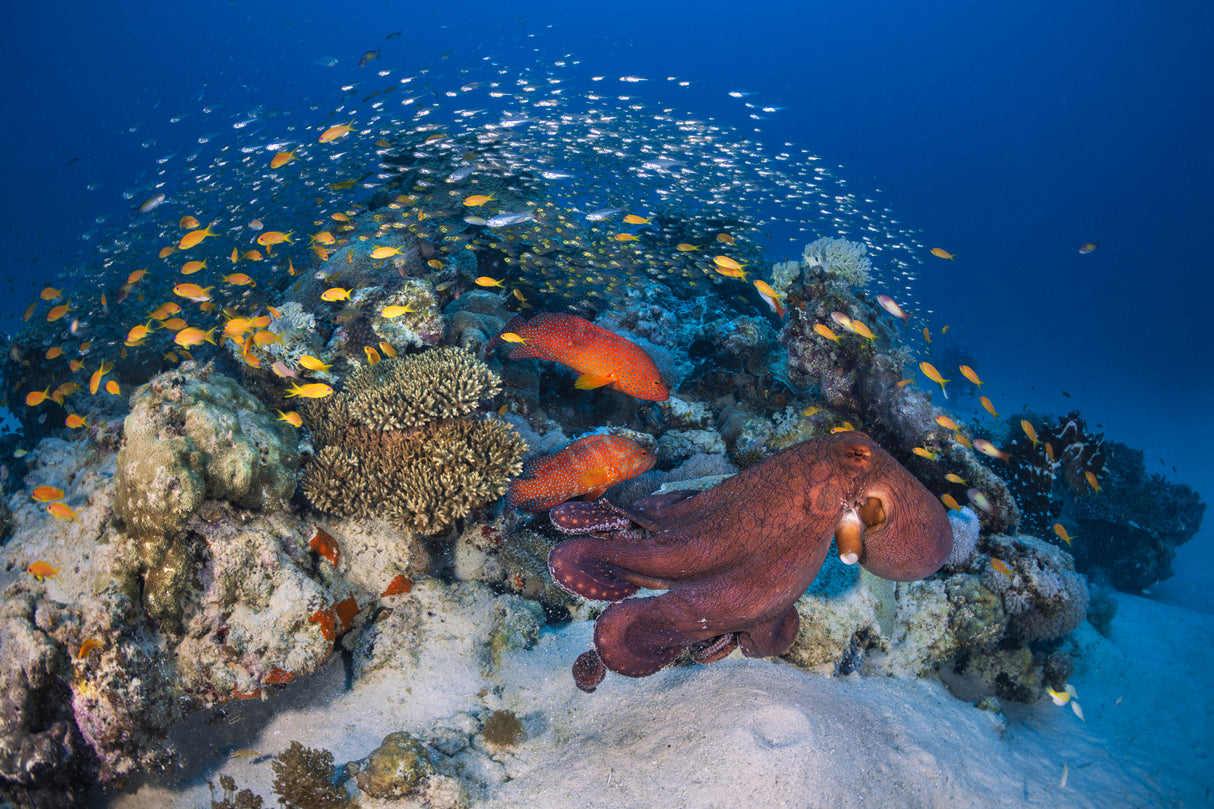 Octopuses and groupers Poster och Canvastavla