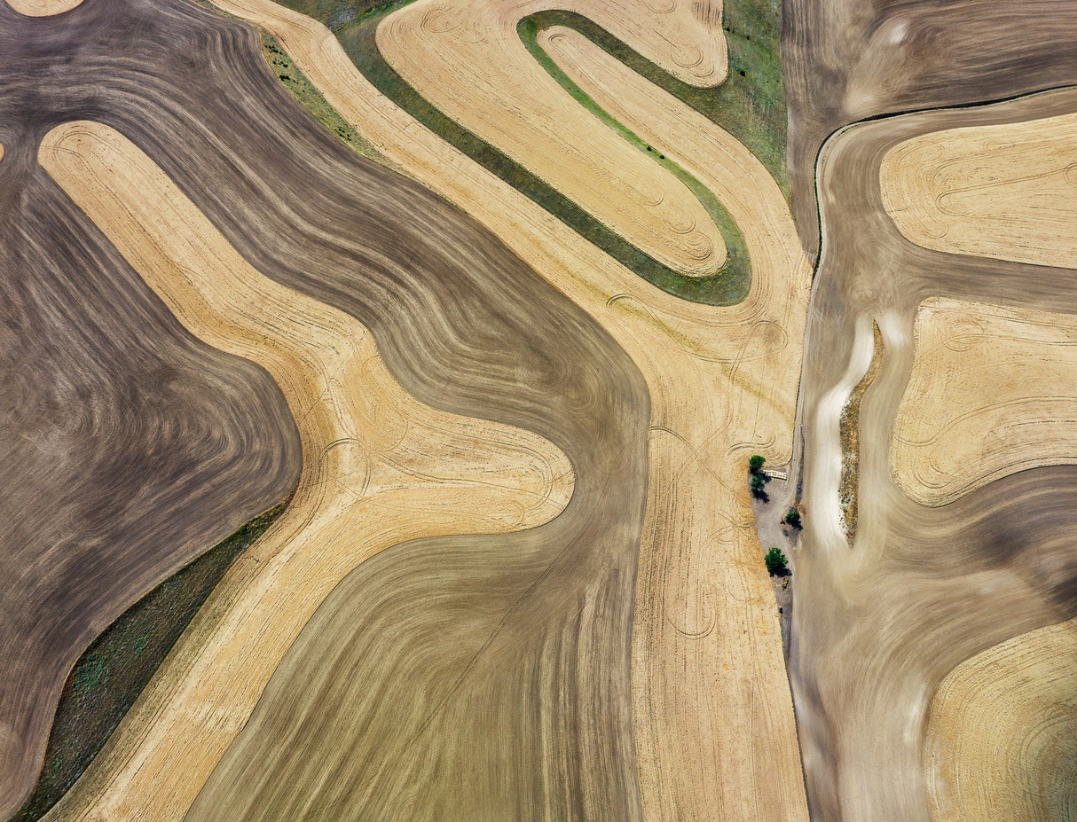 Wheat field Poster och Canvastavla