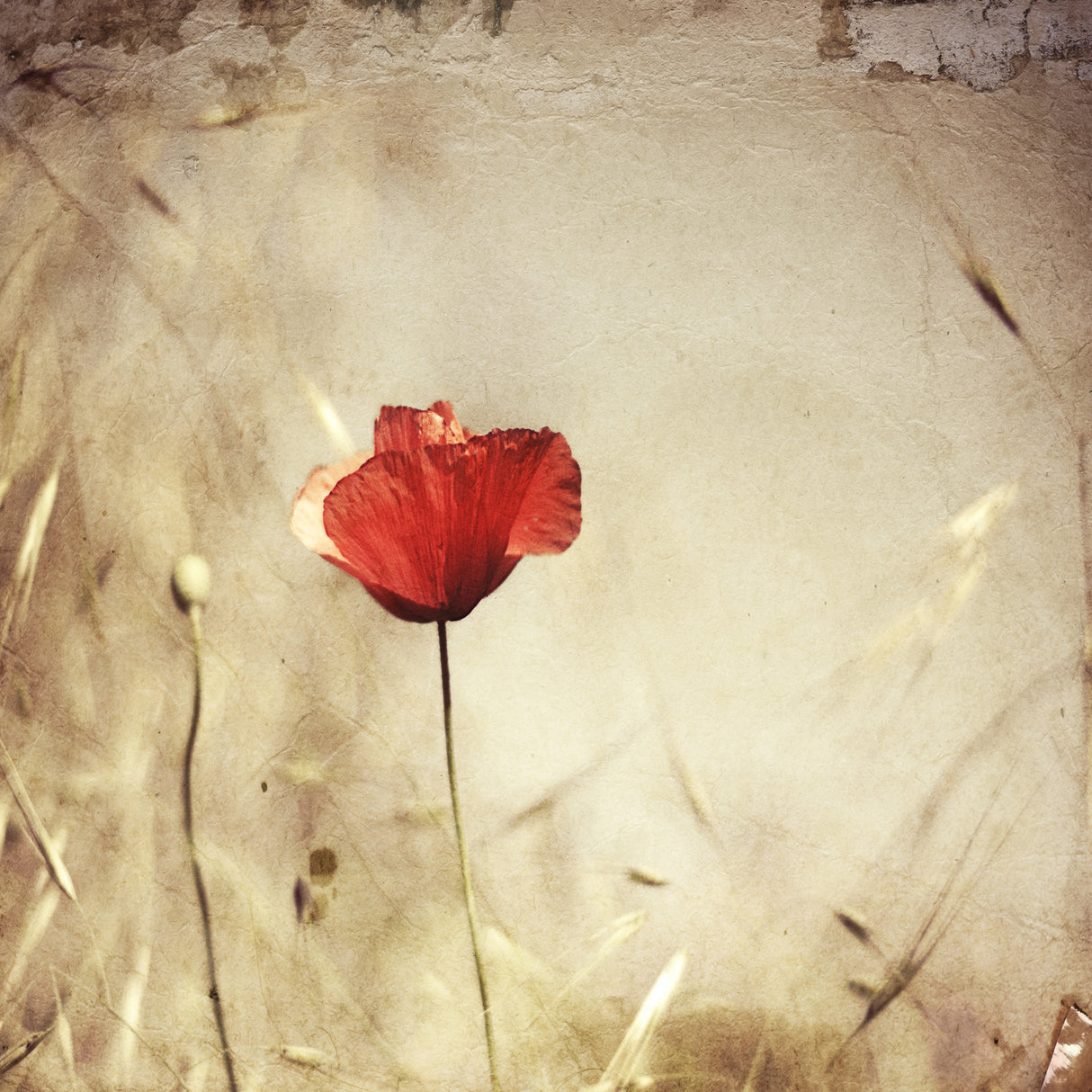 alone Poster och Canvastavla