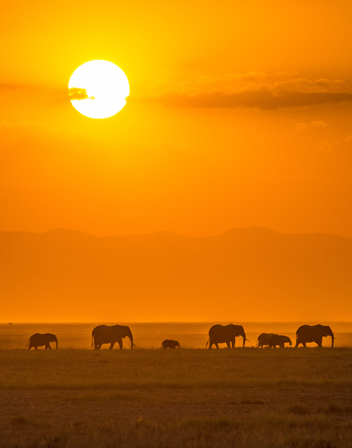 Elephants at Sunset Poster och Canvastavla