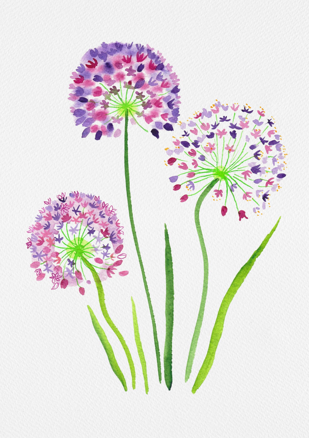 Giant onion or Allium giganteum botanical painting Poster och Canvastavla
