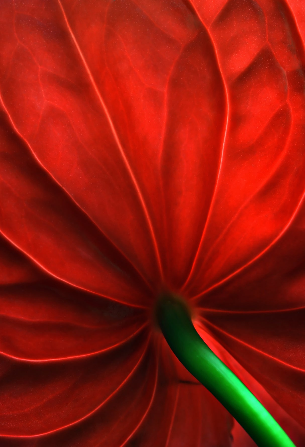 Anthurium flower Poster och Canvastavla