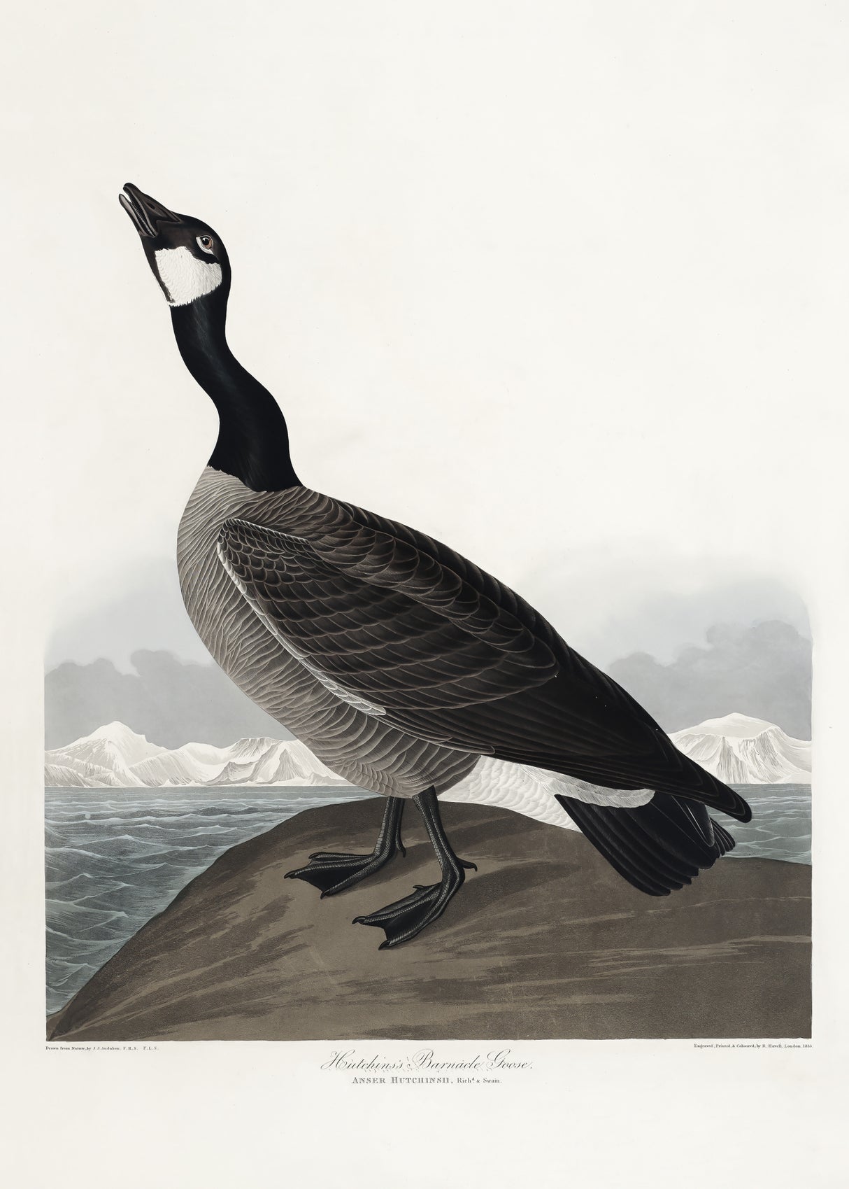 Hutchins's Barnacle Goose From Birds of America (1827) Poster och Canvastavla