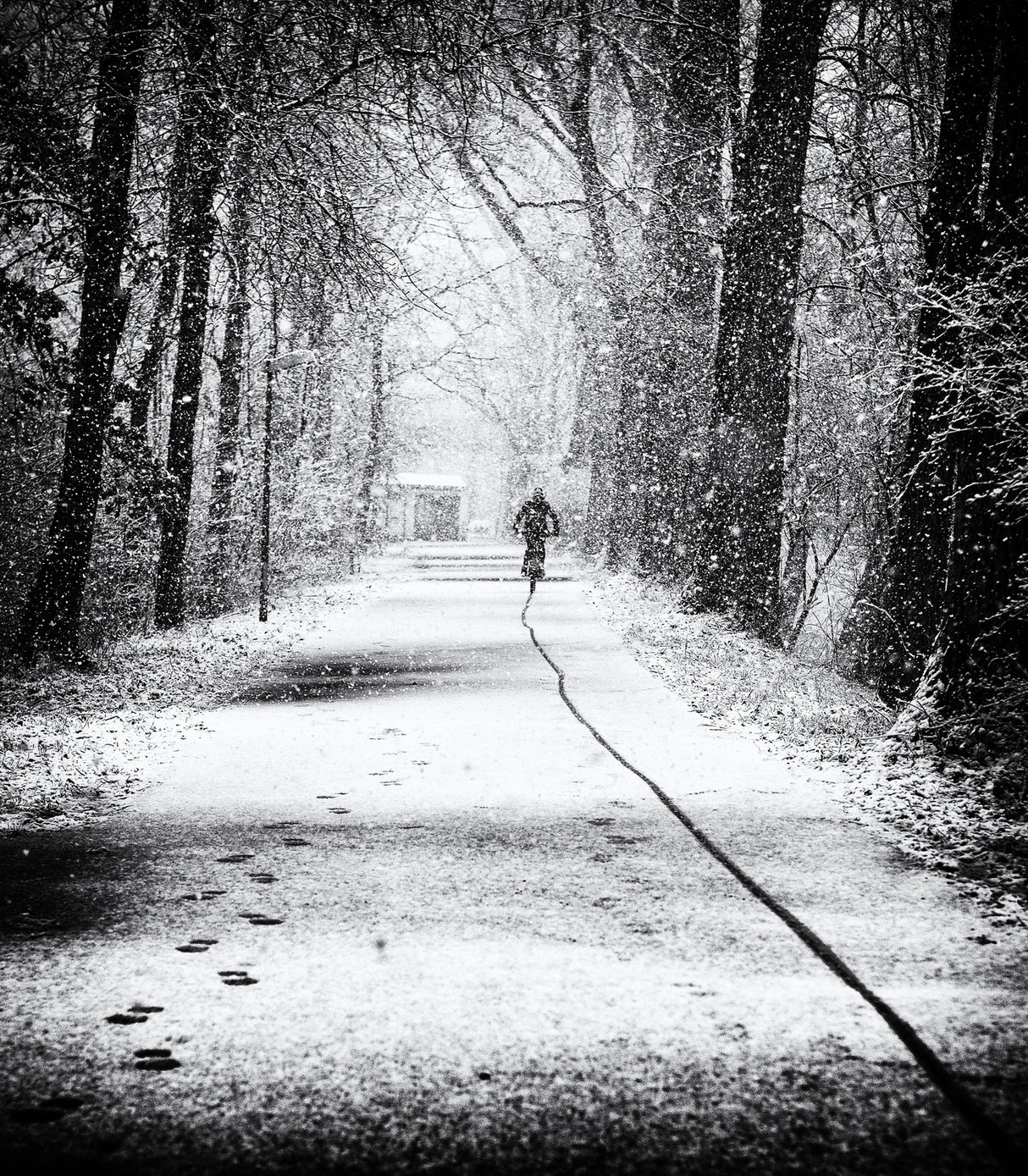 tracks in the snow Poster och Canvastavla