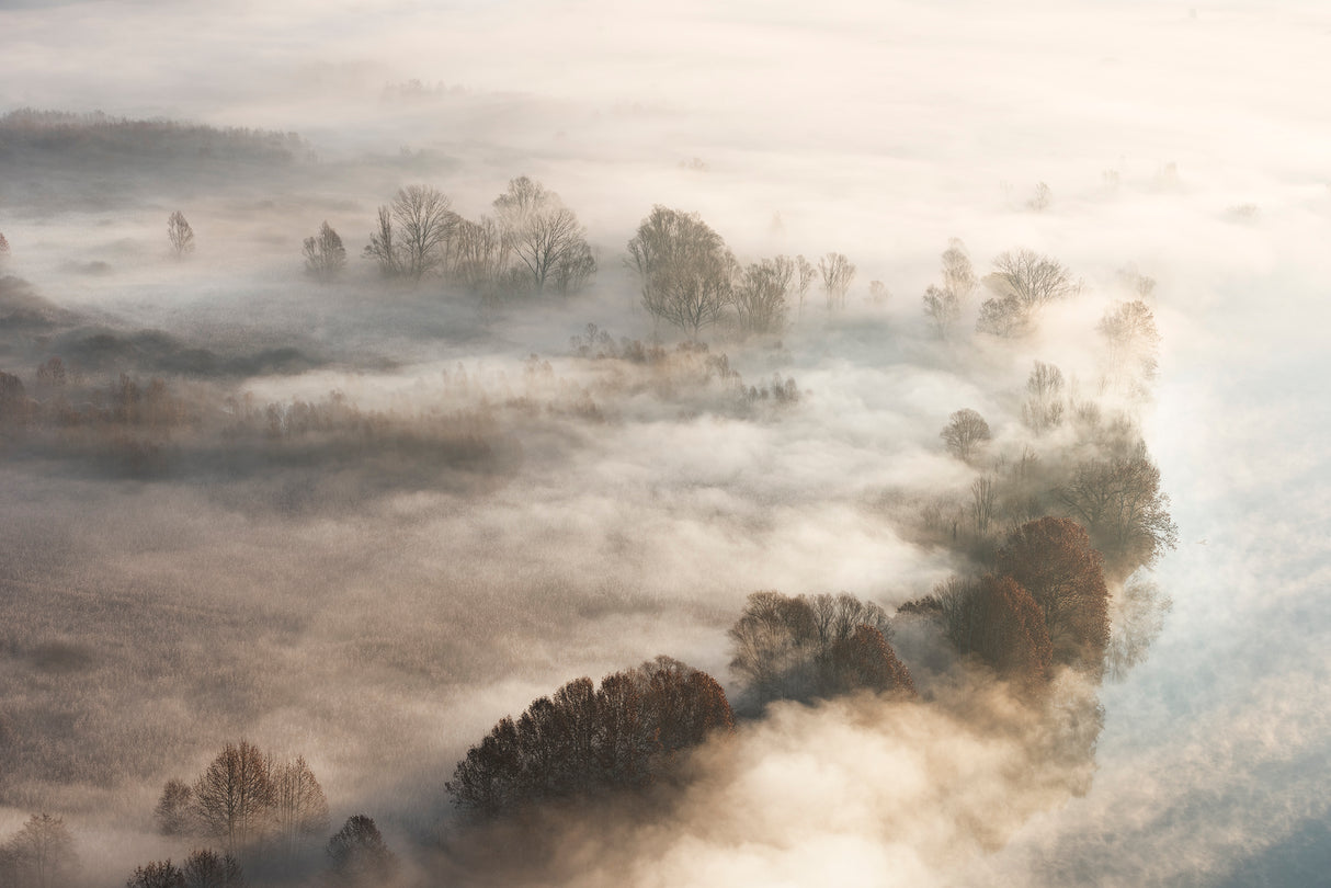 Trees in the fog Poster och Canvastavla