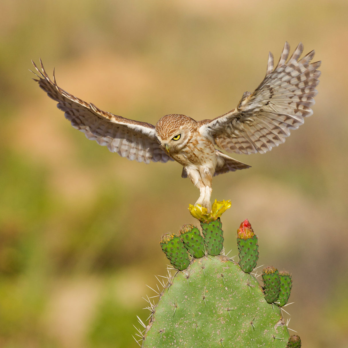 Little owl Poster och Canvastavla