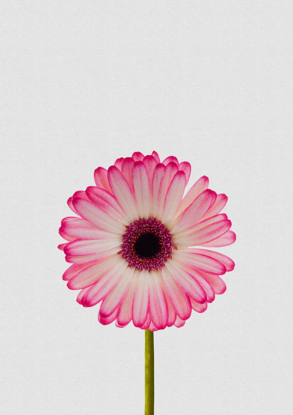 Daisy Still Life Poster och Canvastavla