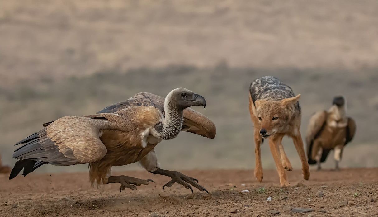 The Jackal and the Vulture Poster och Canvastavla