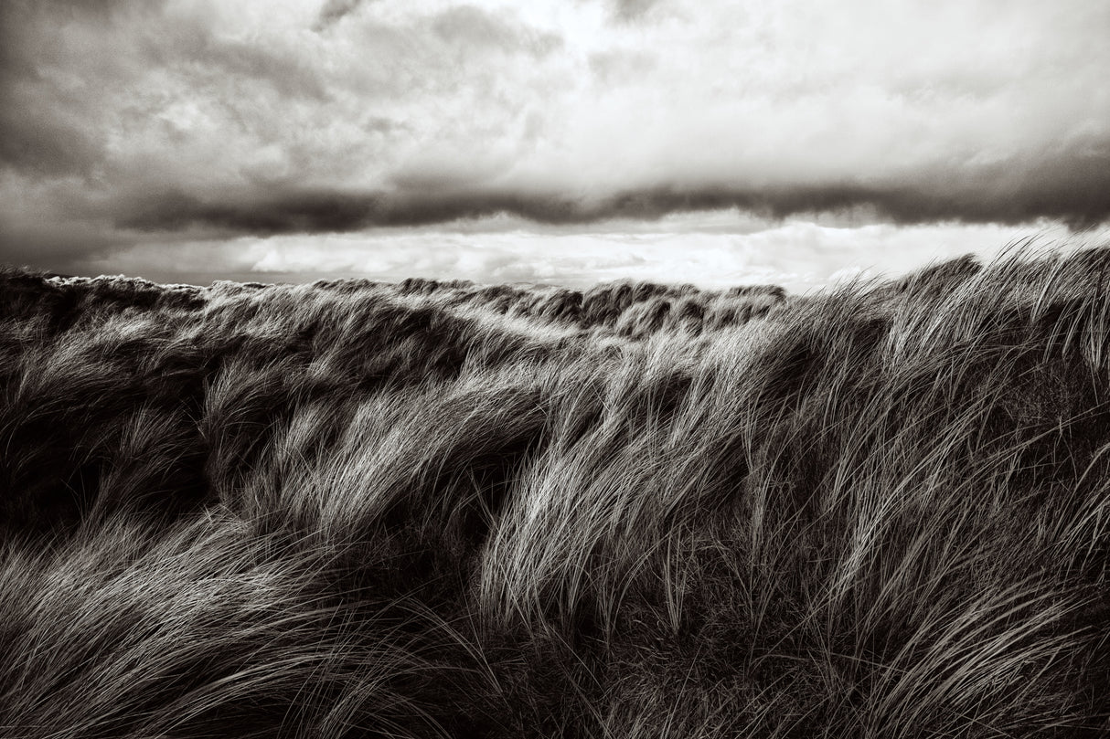 Dunes of grass Poster och Canvastavla