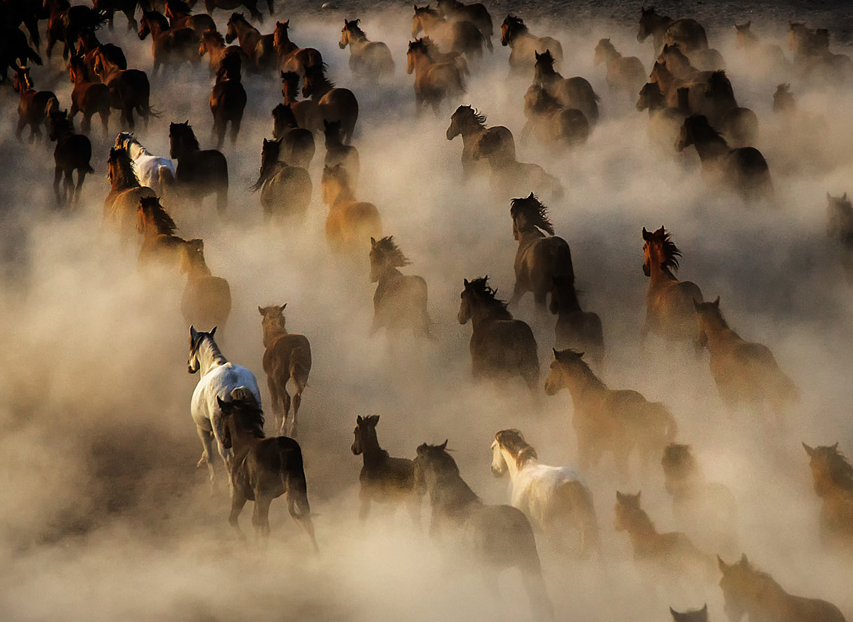 Wild horses Poster och Canvastavla