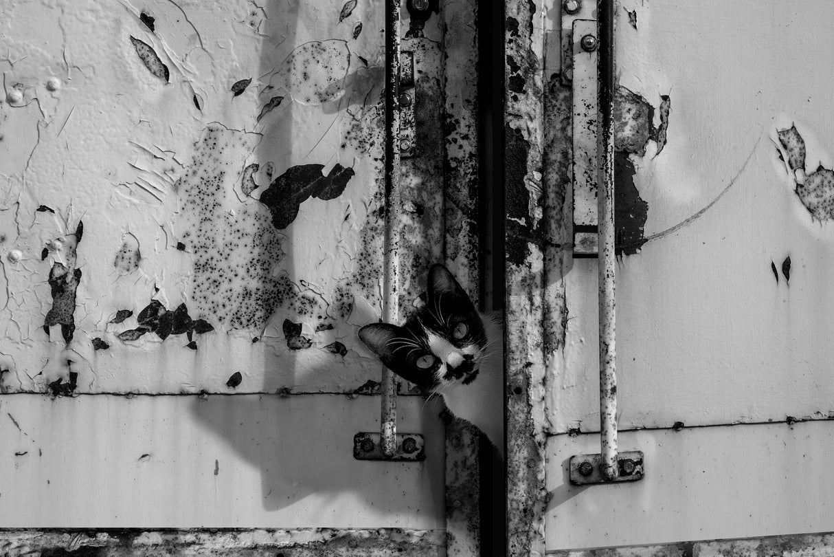 Nobody inside Poster och Canvastavla
