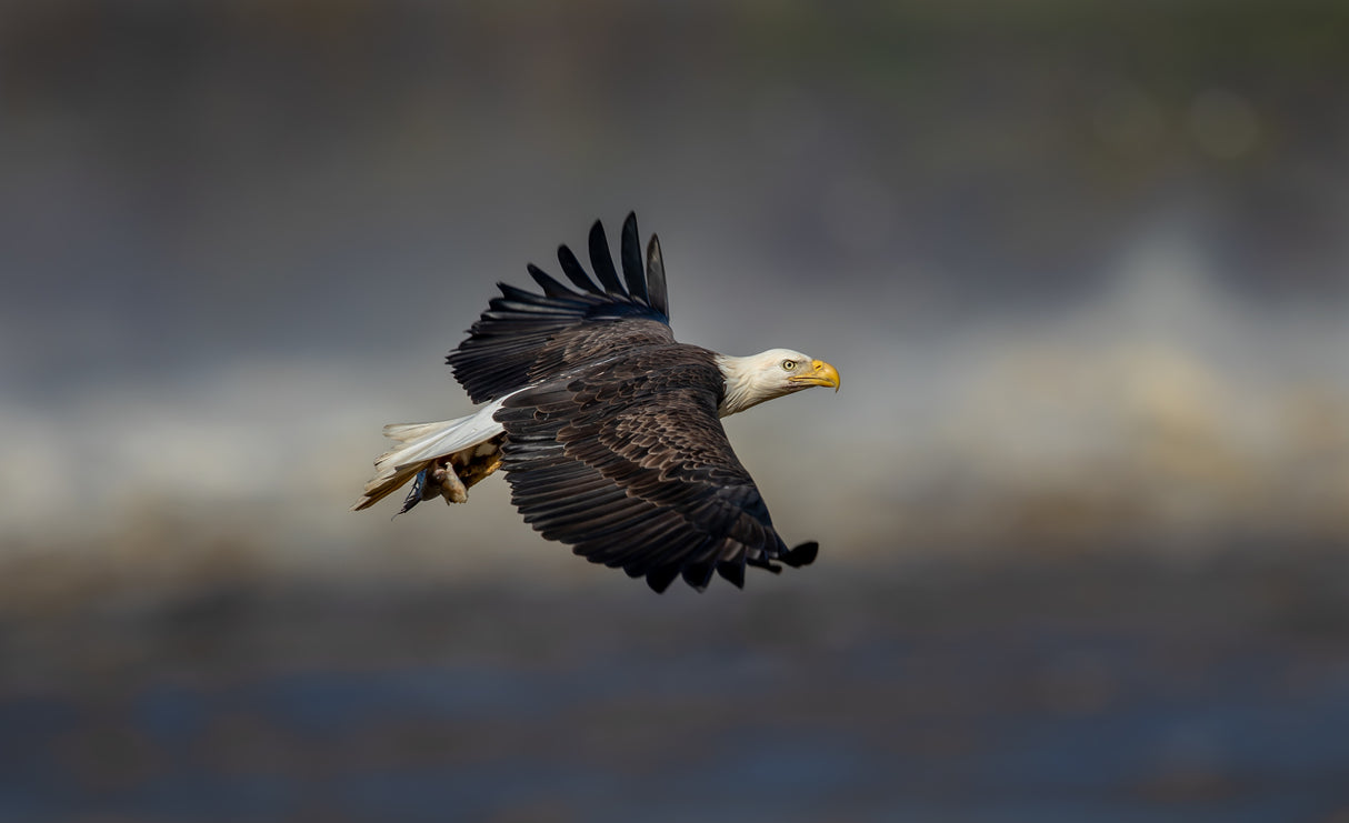 Bald eagle flying Poster och Canvastavla
