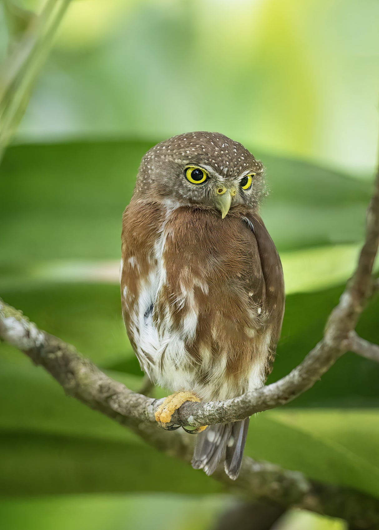 Quiet owl Poster och Canvastavla