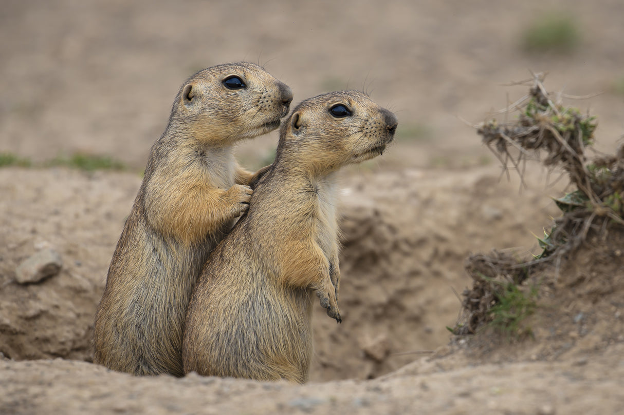 Earth squirrel Poster och Canvastavla