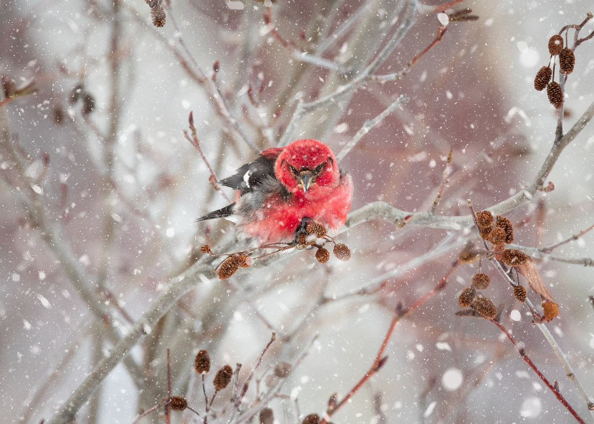 Crossbill in the Snow Poster och Canvastavla