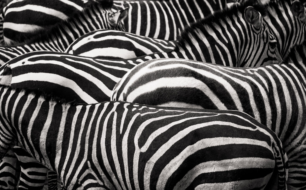 Together Poster och Canvastavla