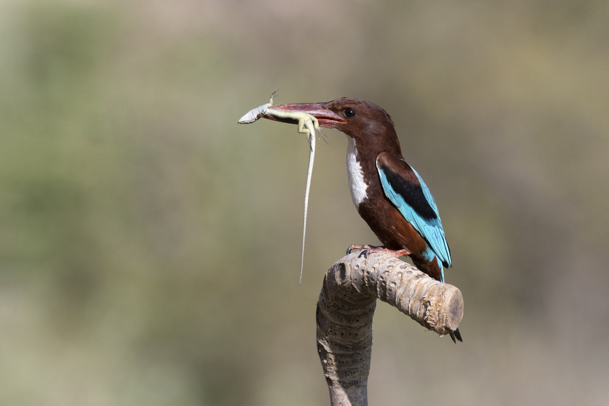 White-throated Kingfisher Poster och Canvastavla