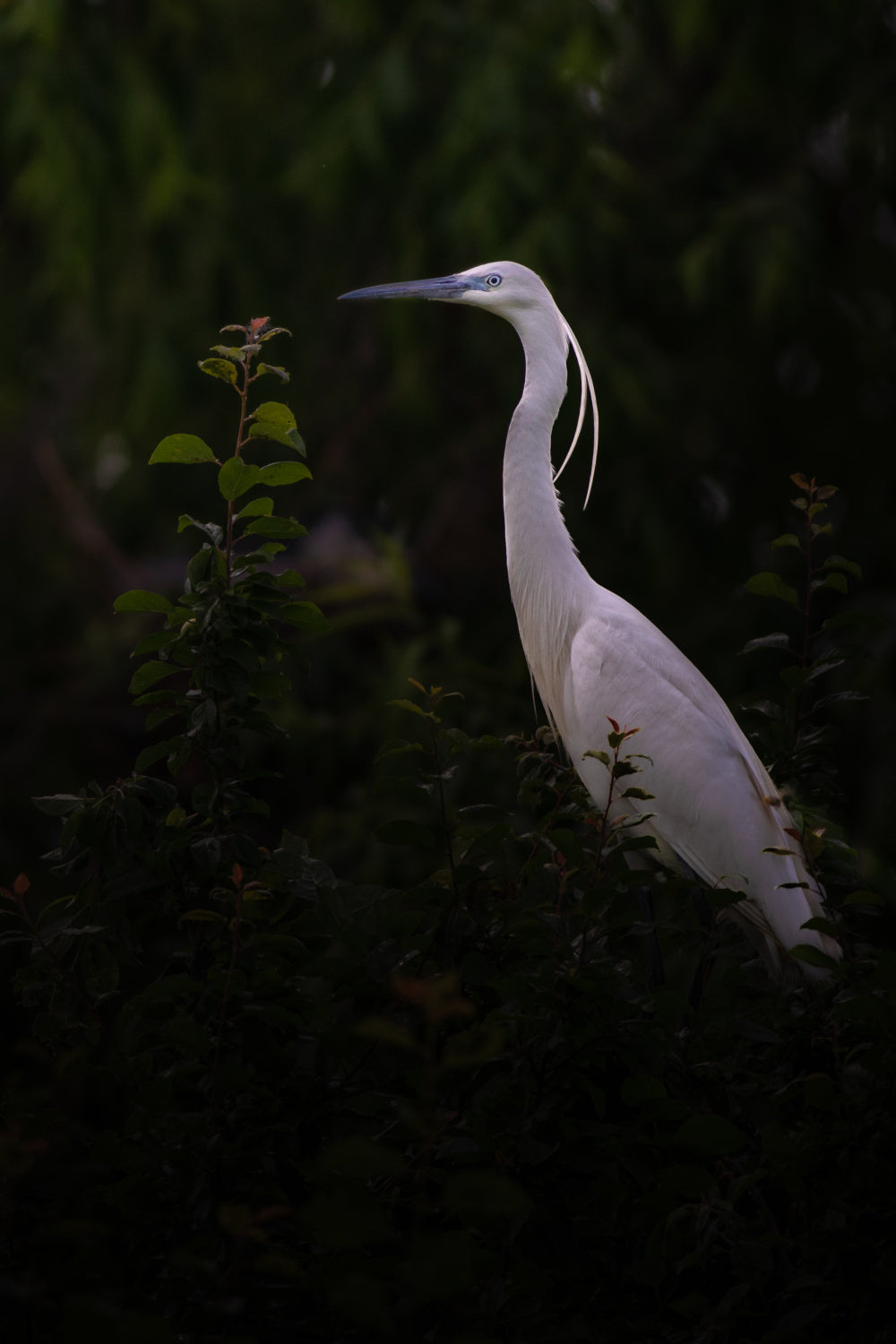 Little egret Poster och Canvastavla