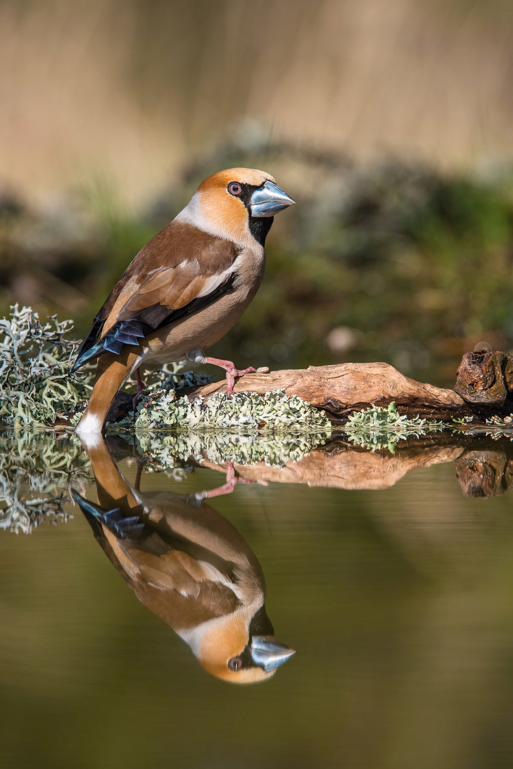 The Hawfinch, Coccothraustes coccothraustes Poster och Canvastavla