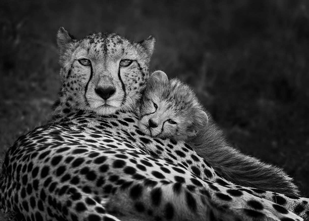 Peaceful moment Poster och Canvastavla