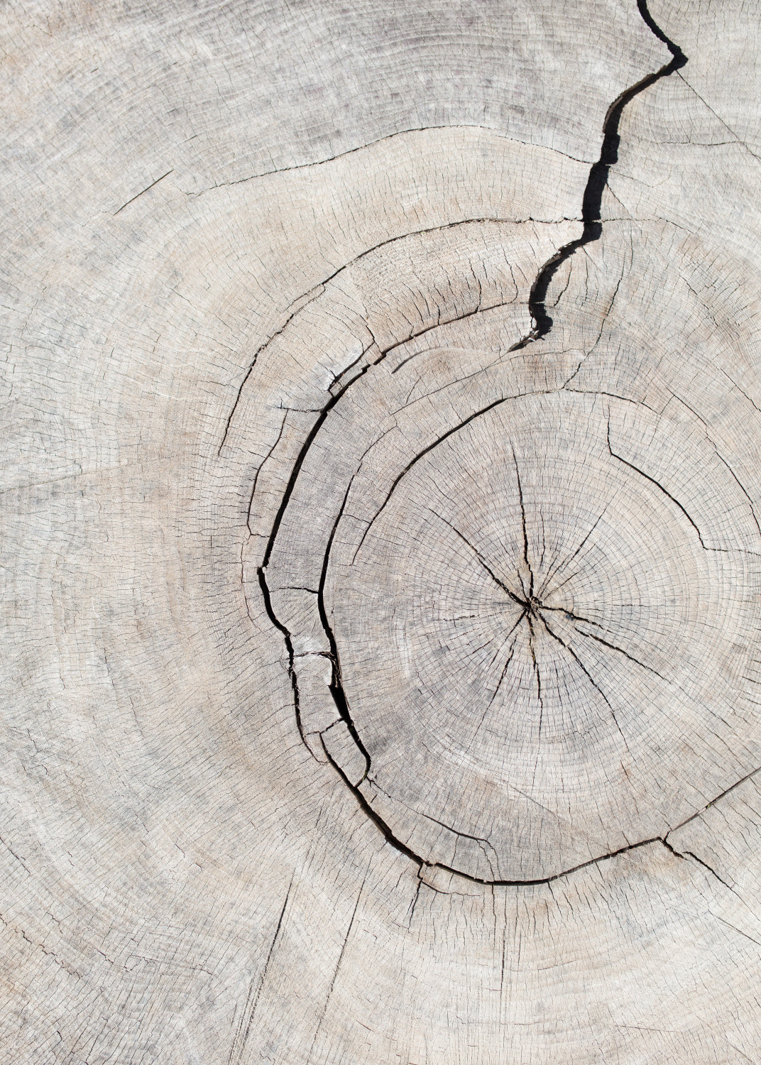 Pattern_wood_2 Poster och Canvastavla