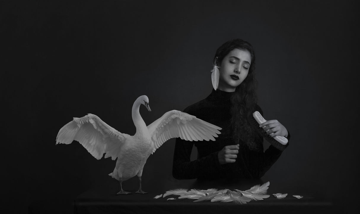 Black swan Poster och Canvastavla