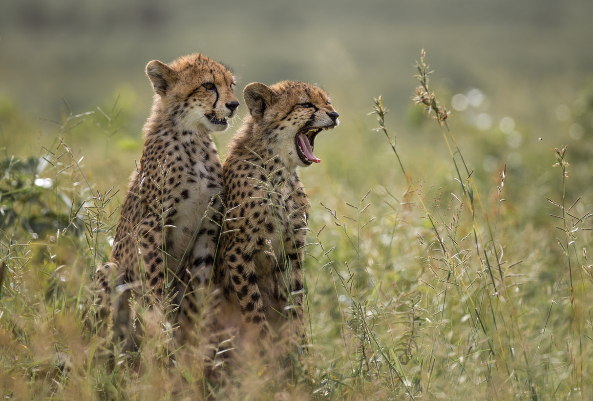 Cheetah brothers yawning Poster och Canvastavla