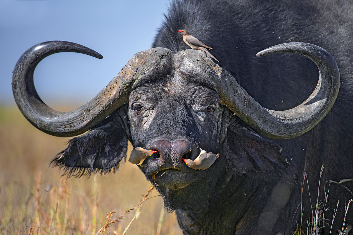 Oxpeckers on buffalo Poster och Canvastavla