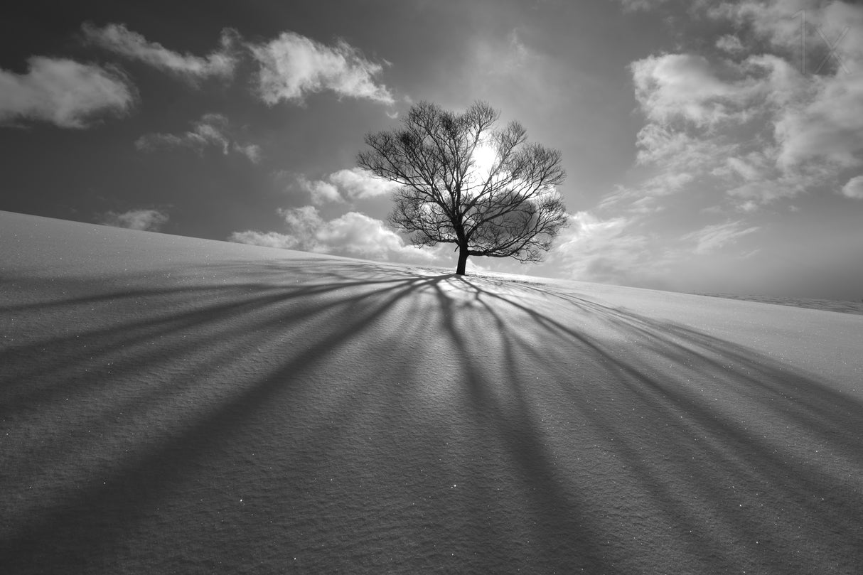 Tree Shadow Poster och Canvastavla