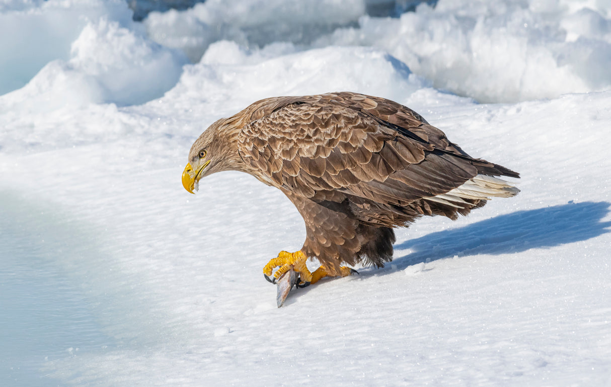 White-tailed Eagle Poster och Canvastavla