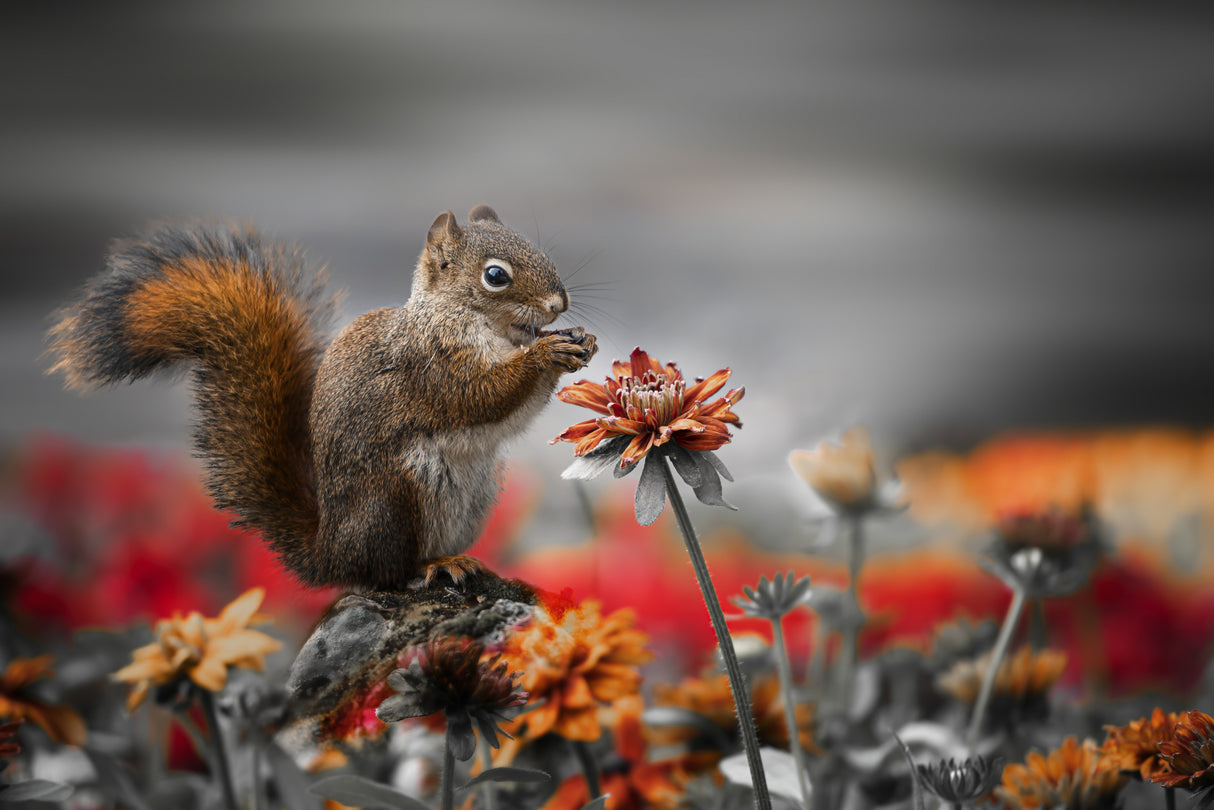 Lovely Squirrel Poster och Canvastavla