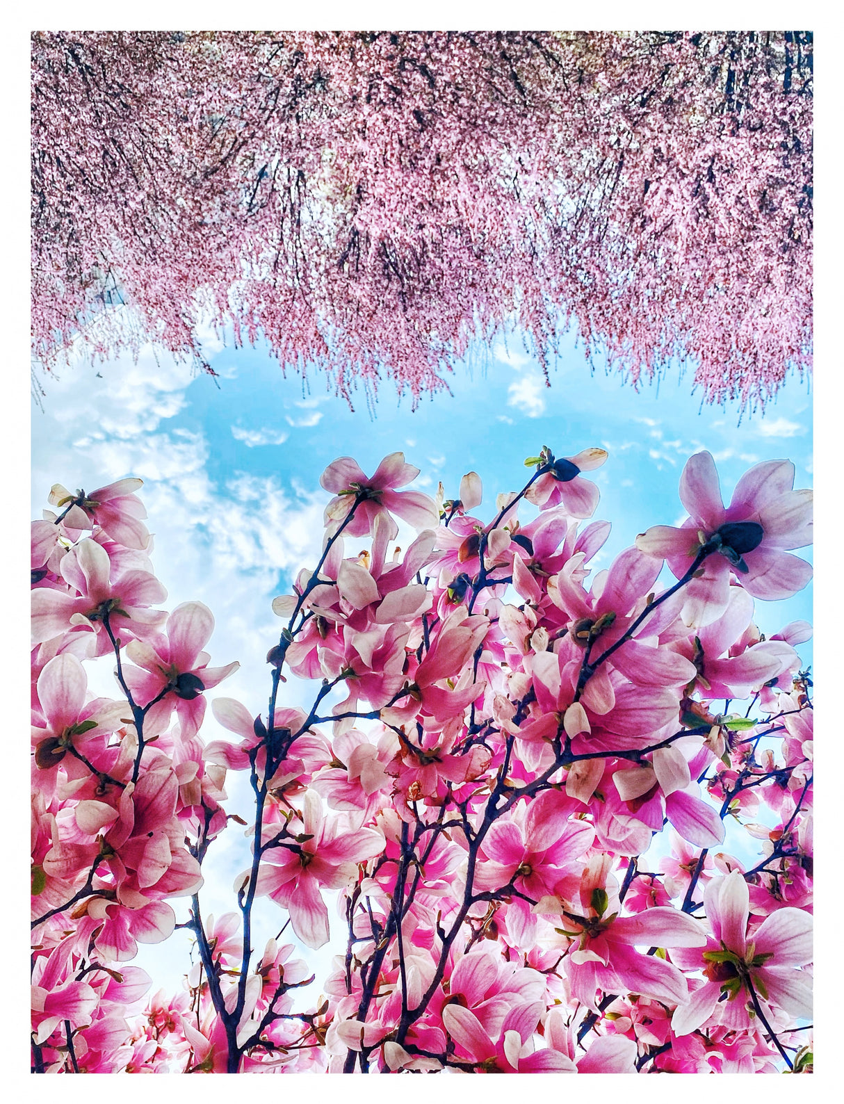Blooming time Poster och Canvastavla