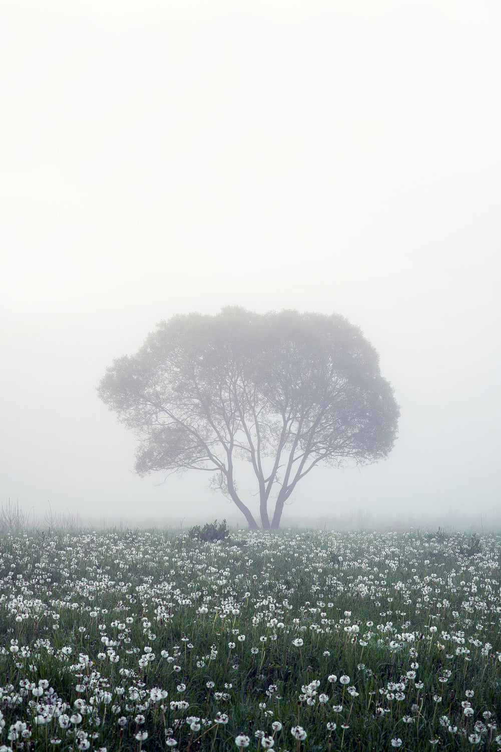 Lonely tree Poster och Canvastavla