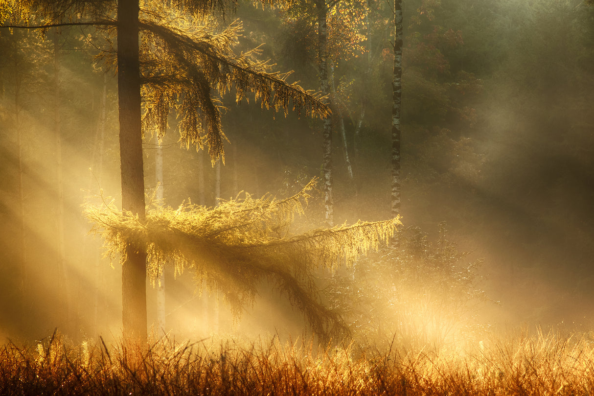 autumn light Poster och Canvastavla