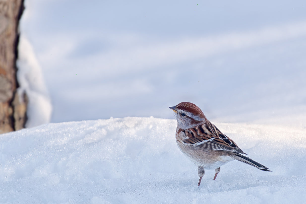 American Tree Sparrow on a Winter Day Poster och Canvastavla