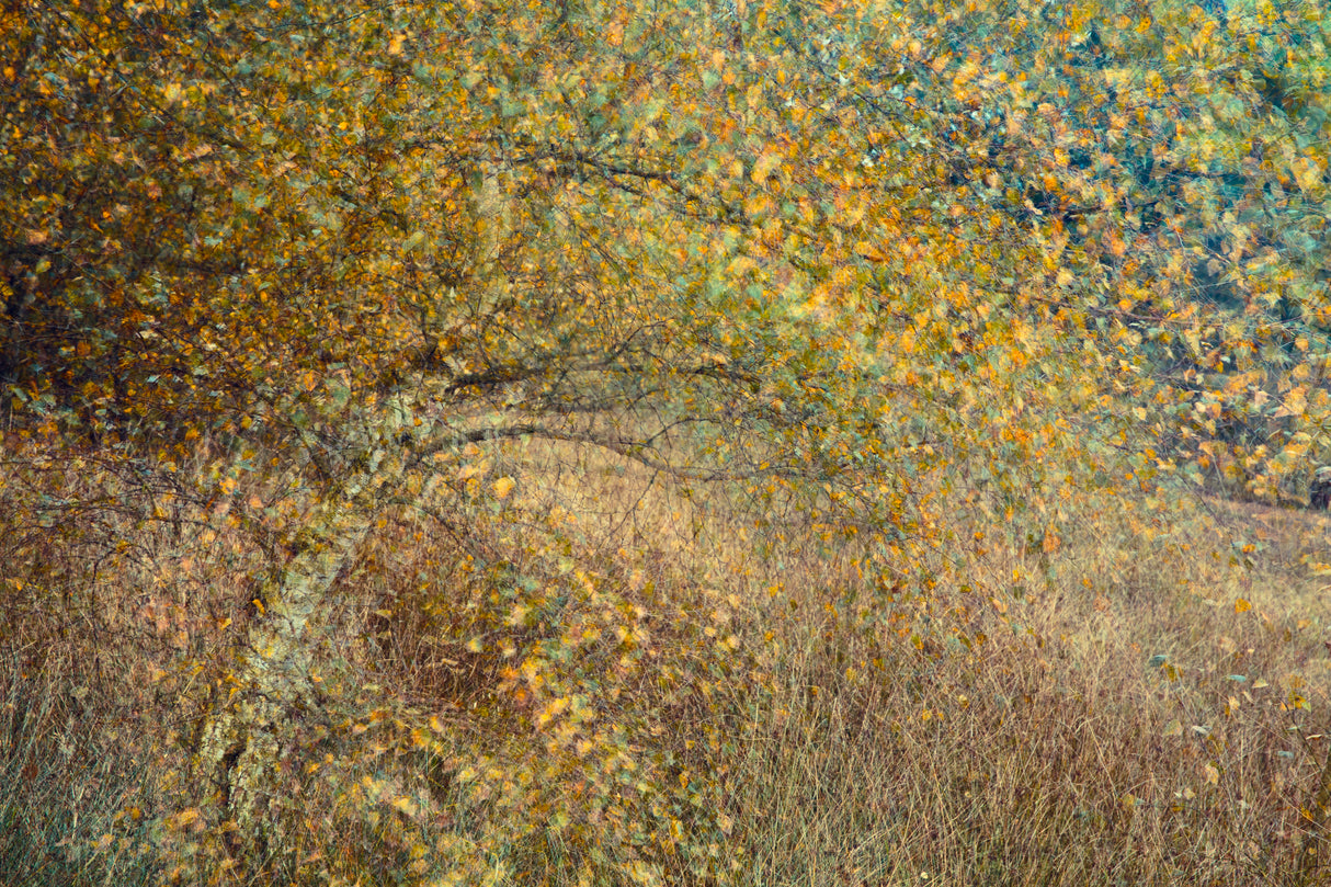 Motion tree Poster och Canvastavla